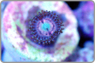 ReefKoi LE Pink Panther Cataract Eye.